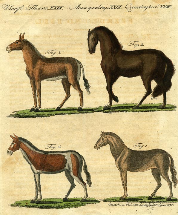 Bertuch - Pferde, Kupferstich