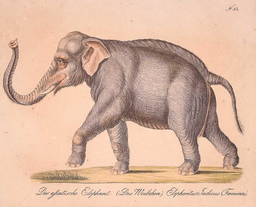 Brodtmann - afrikanischer Elephant