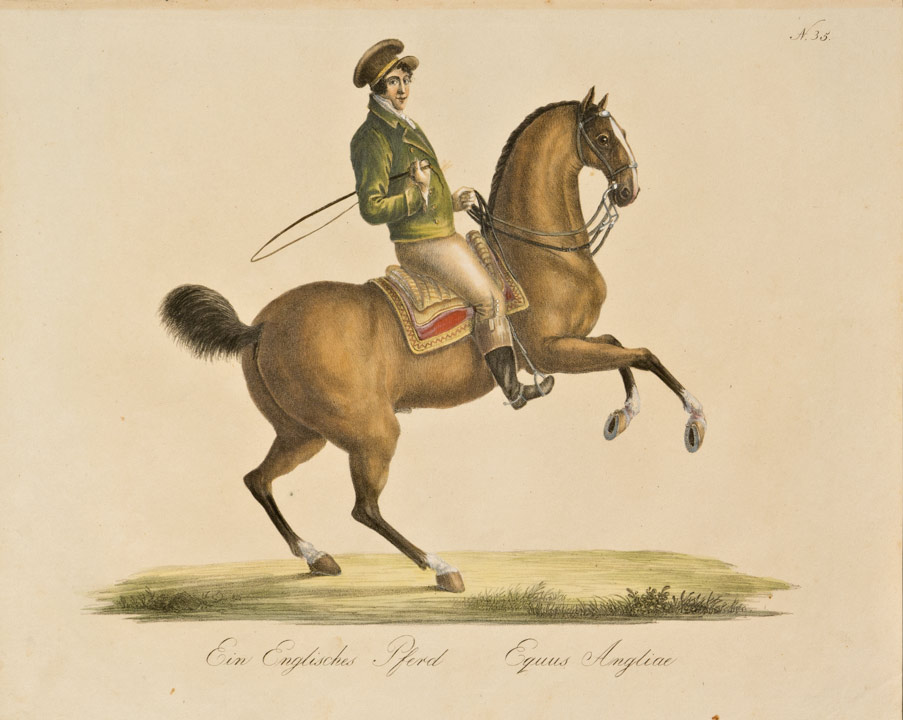 Brodtmann-Englisches Pferd