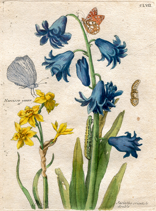 Maria Sibylla Merian Glockenblume Blumenbuch