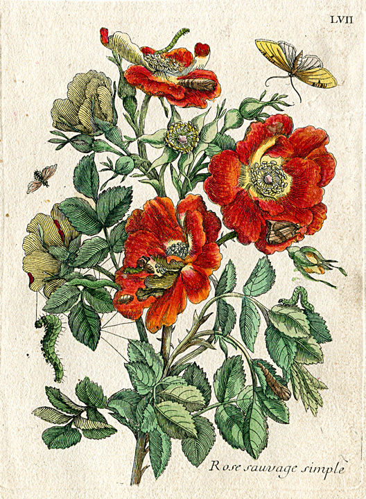 Sibylla Merian - Raupenbuch Wildrose