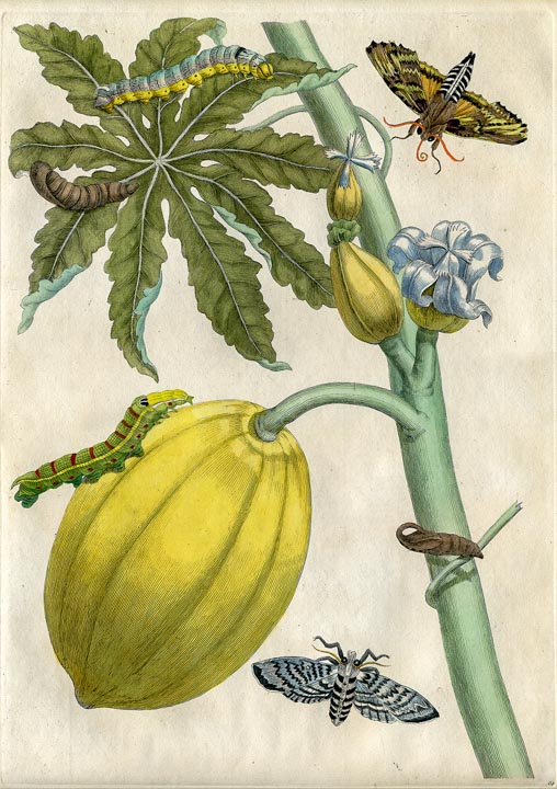 Merian Papaya Kupferstich