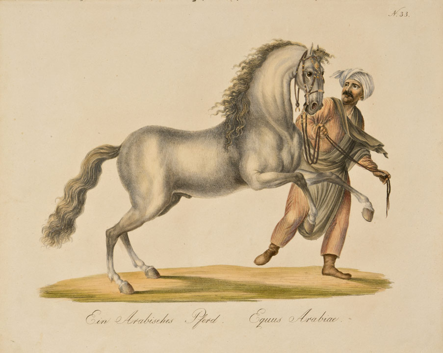 Brodtmann-Arabisches Pferd