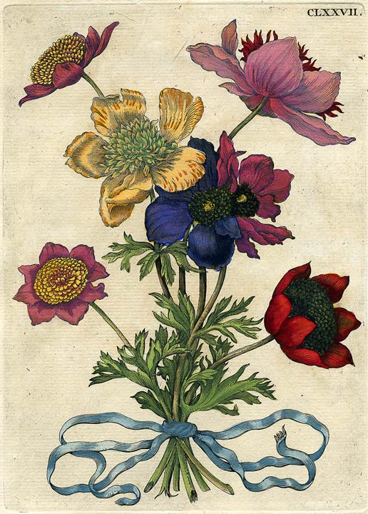 Merian Blumenbuch Anemone