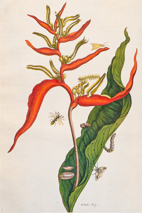 Sibylla Merian Surinambuch Heliconia