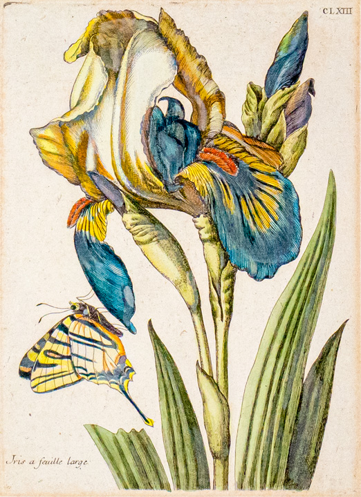 Sibylla Merian Blumenbuch Iris